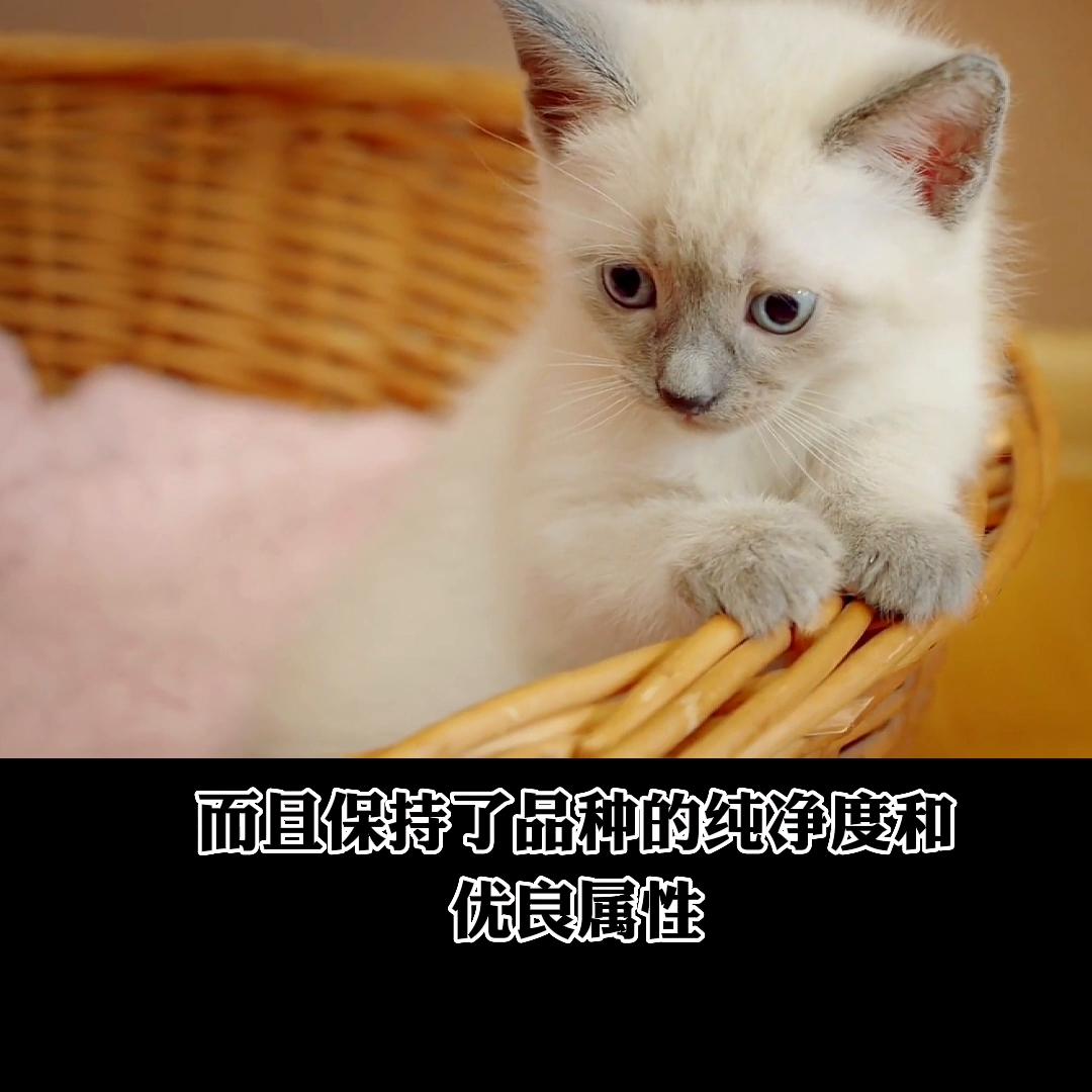 你喜欢布偶么,布偶猫生病的6种症状养猫必看