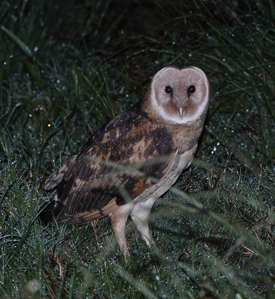 猴面鹰被人发现,猴面鹰有多可怕