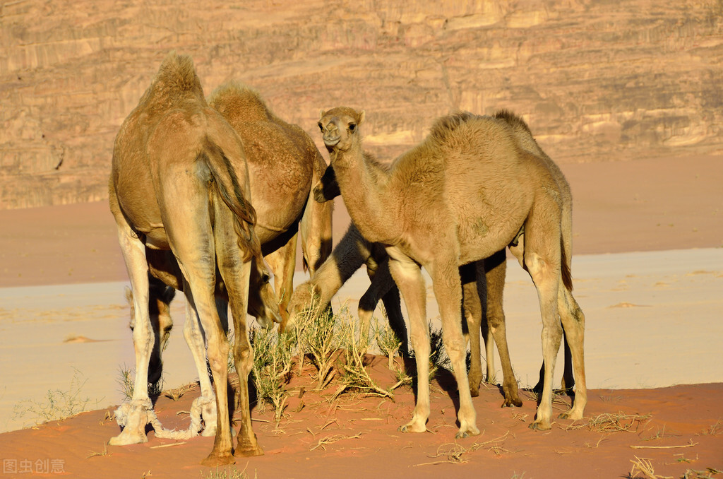 在沙漠里碰到渴死的骆驼会怎么样,在沙漠里遇到渴死的骆驼不能触碰