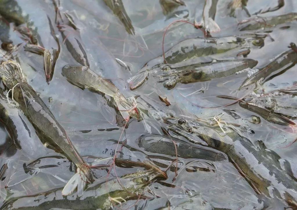 南美白对虾养殖后期的喂料,养殖南美白对虾多少天喂料