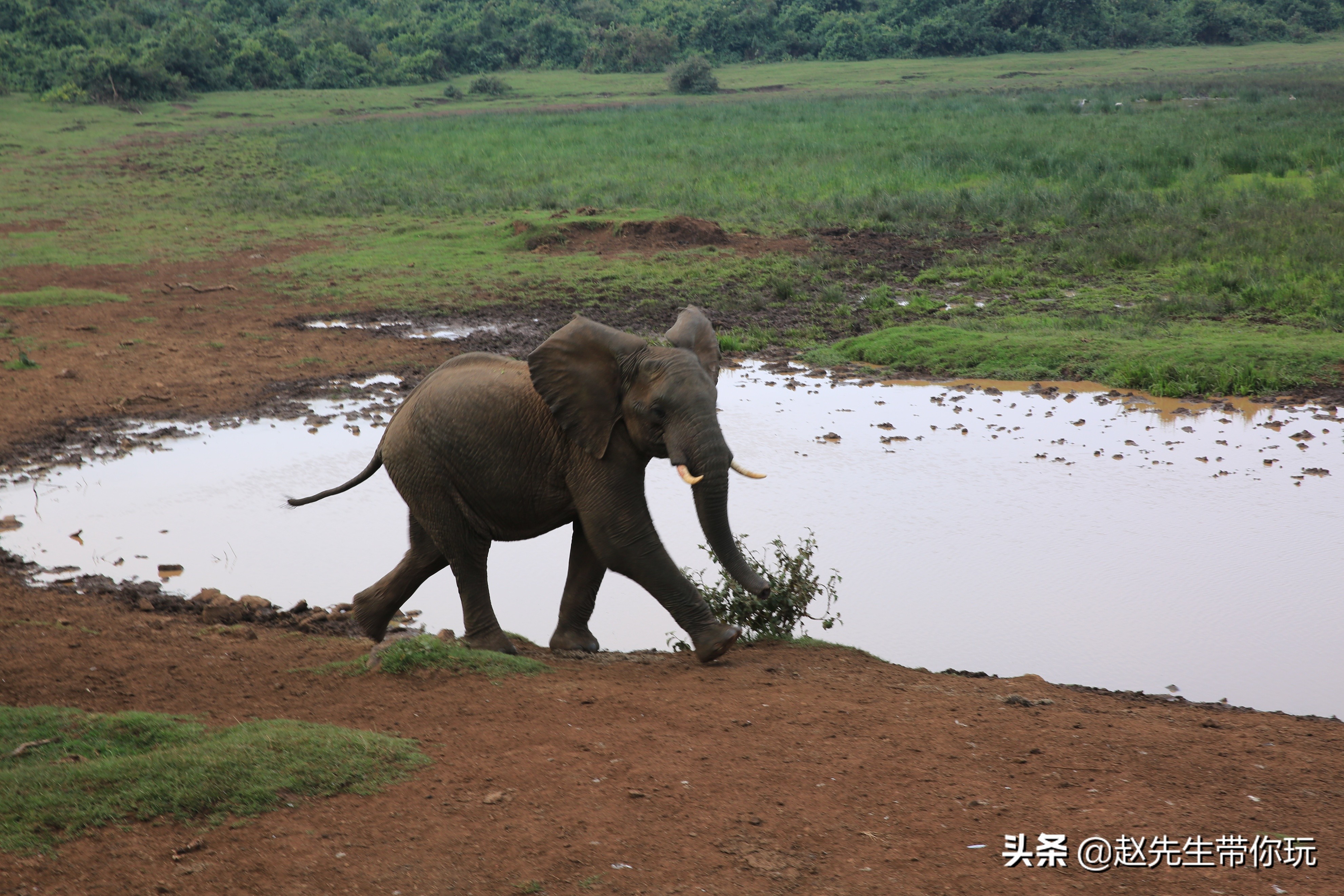 二十年游历分享之202:非洲19:肯尼亚18尼耶利的方舟酒店
