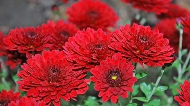 不是花中偏爱菊菊花开尽更无花,不是花中偏爱菊只是花开尽更无花