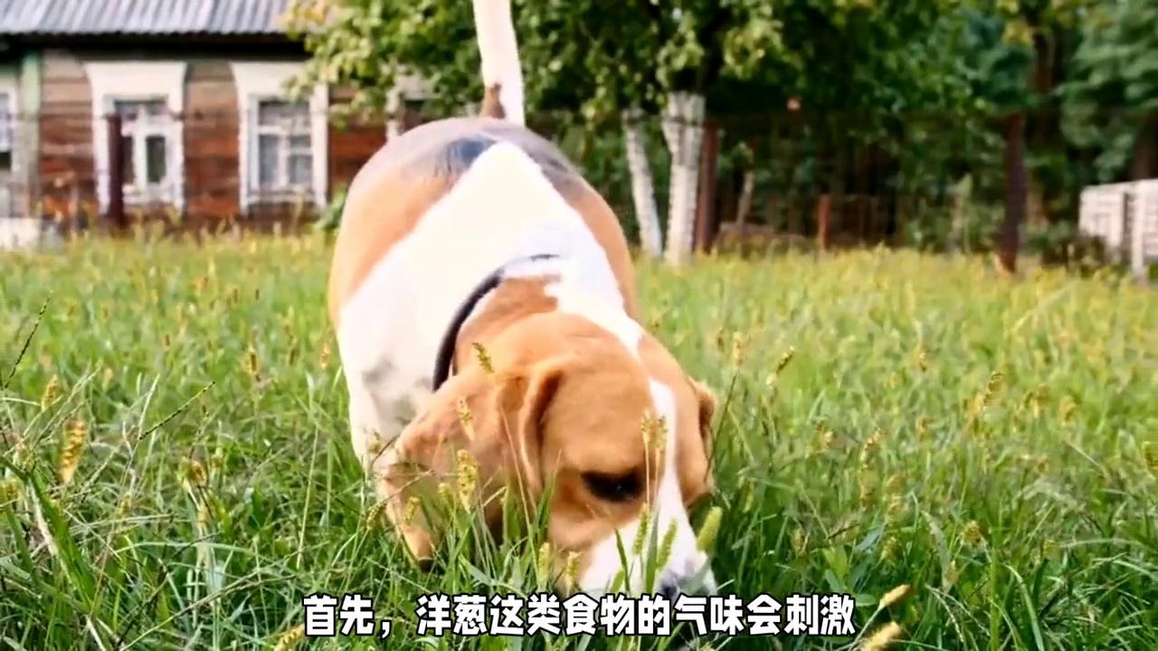 洋葱为什么狗不能吃,狗狗洋葱可以吃吗