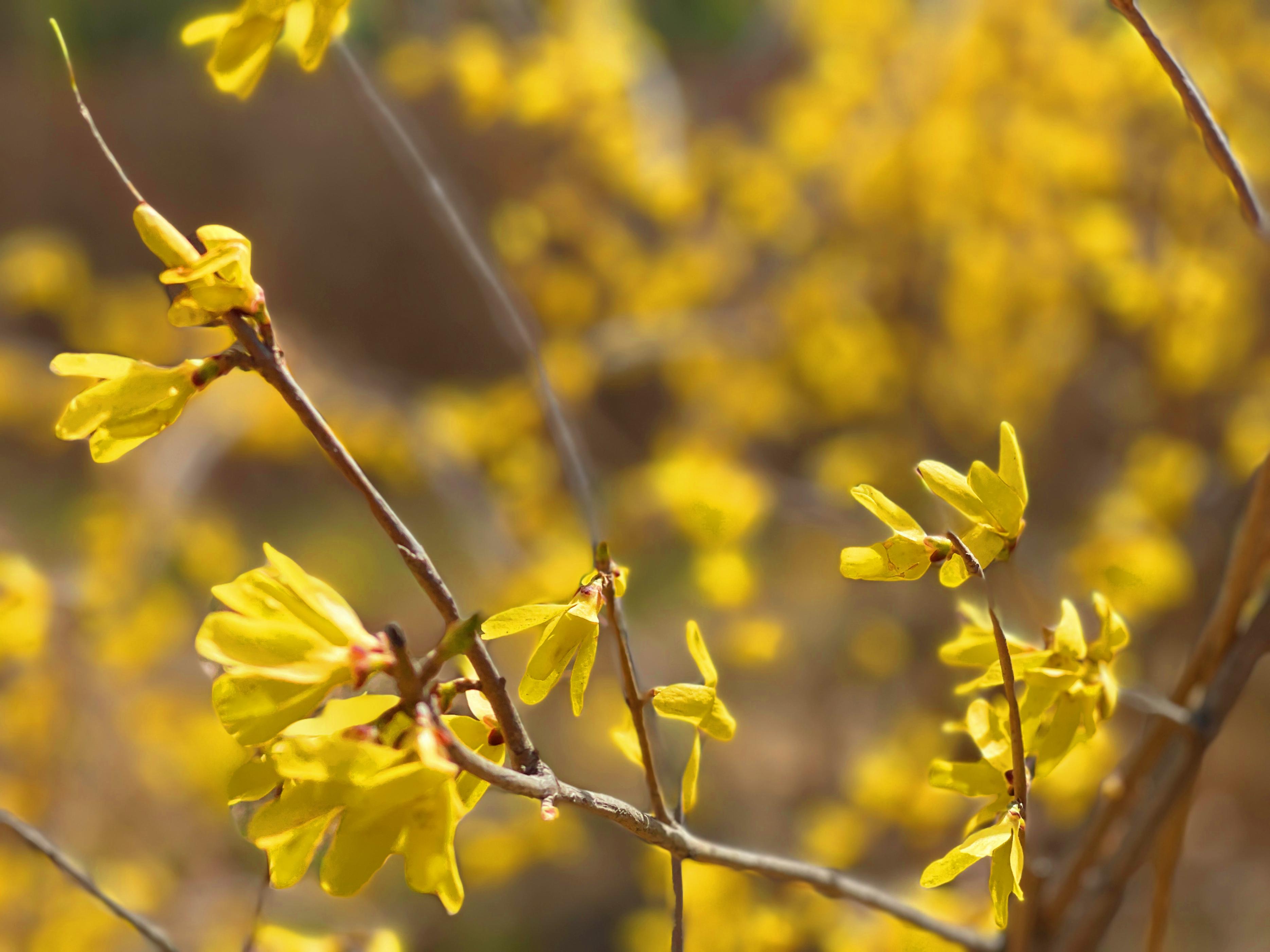 连翘花开春意浓,连翘枝头春意闹
