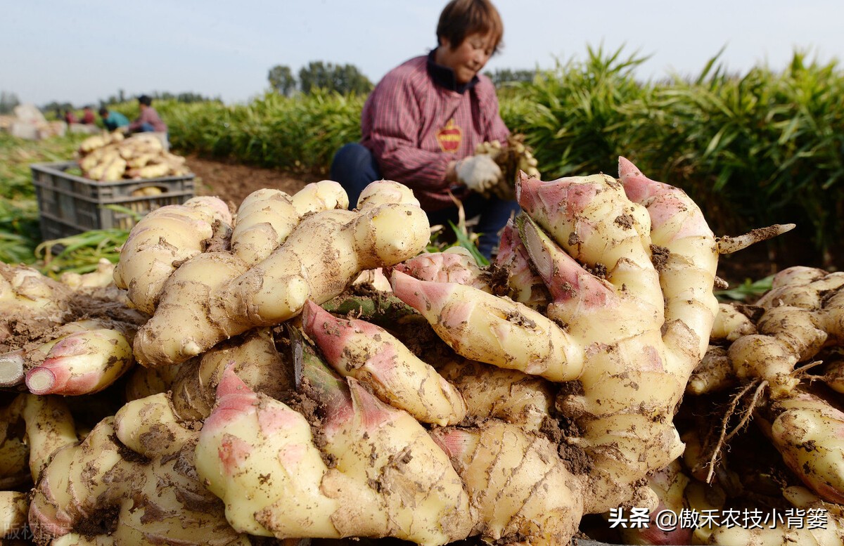 大姜怎样种植才能更高产？大姜膨大期管理应当抓住哪几个重点？