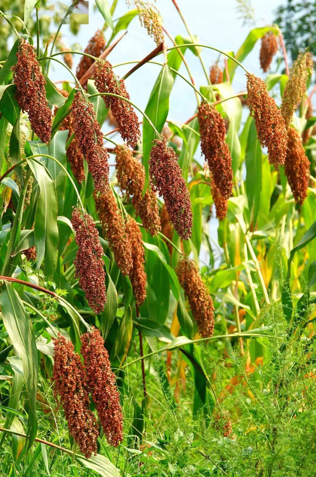 曲靖麒麟水乡的红高粱,麒麟水乡红高粱照片