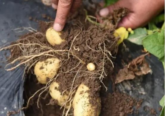 如何使用小苏打来保存土豆不发芽,土豆保存1年都不发芽不发青