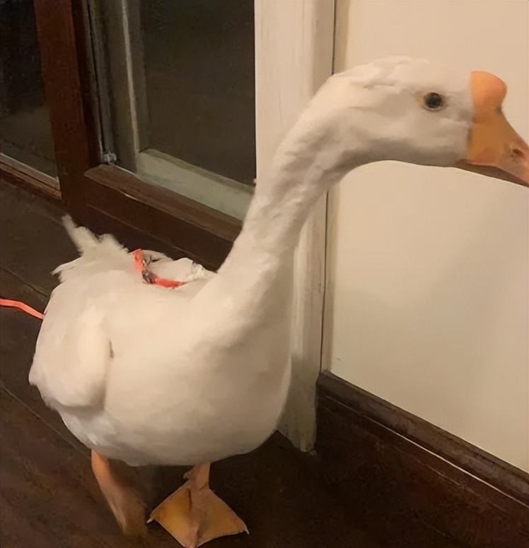 皮炎的皮肤怎么修复,皮炎的护理诊断及措施