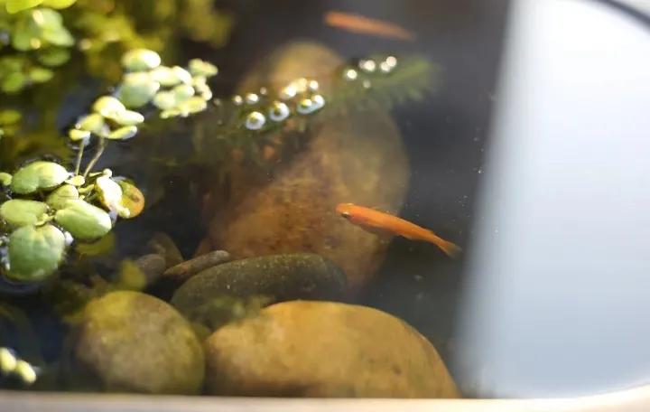 观背青鳉如何用水族箱养,观背青鳉为什么要养浮萍