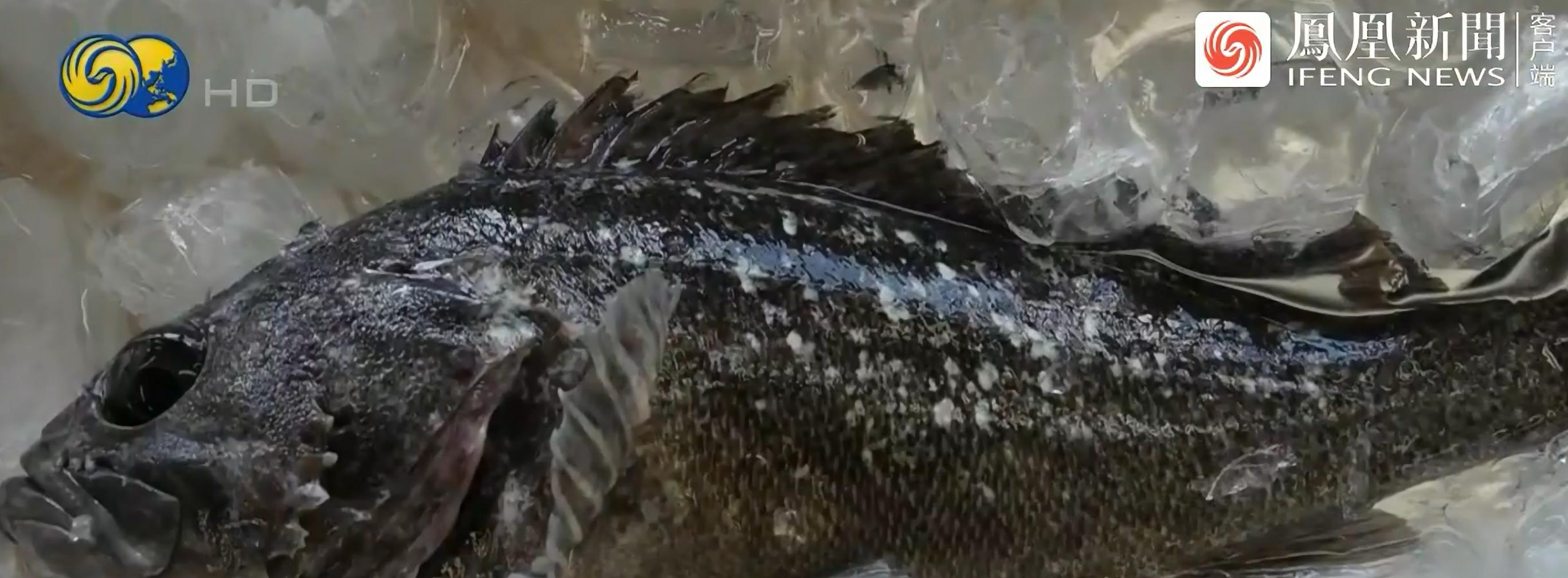 日本河水一夜突变荧光绿！政府警告：千万不能碰，是*污染核**反噬？