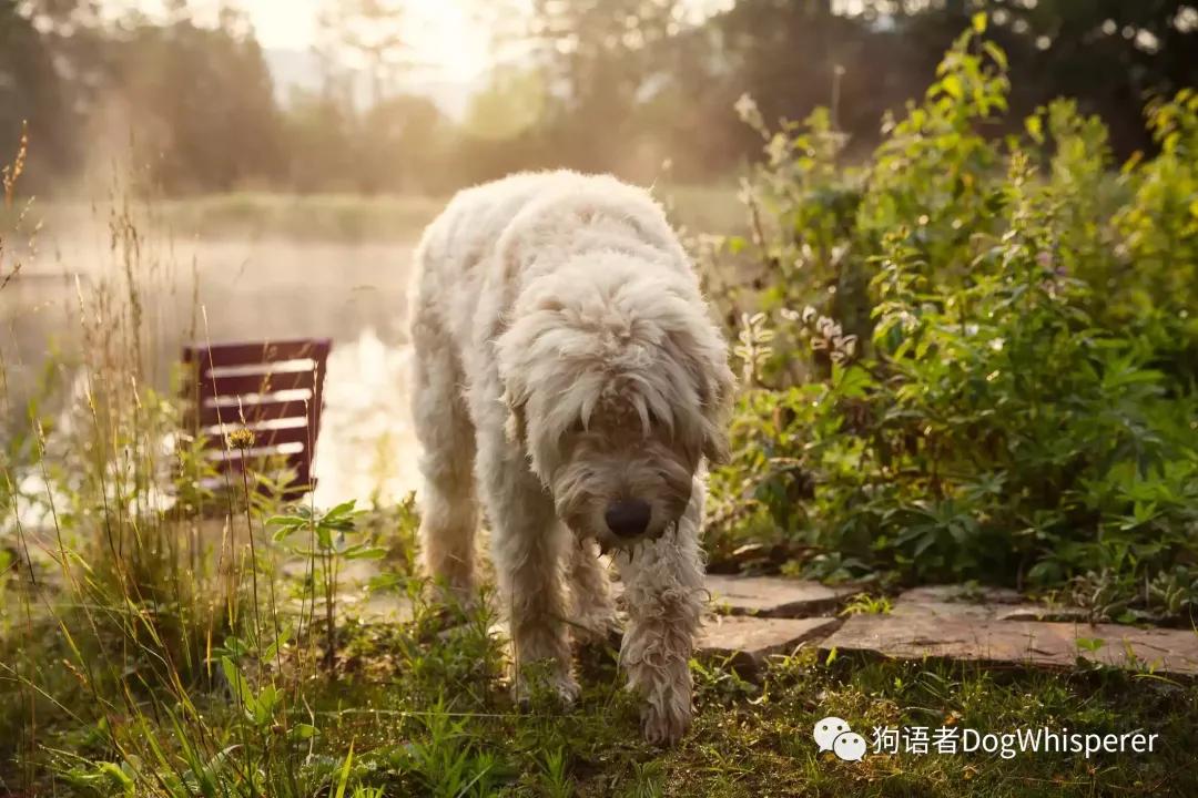 狗狗突然吃土怎么回事,为什么狗狗都喜欢吃猫砂