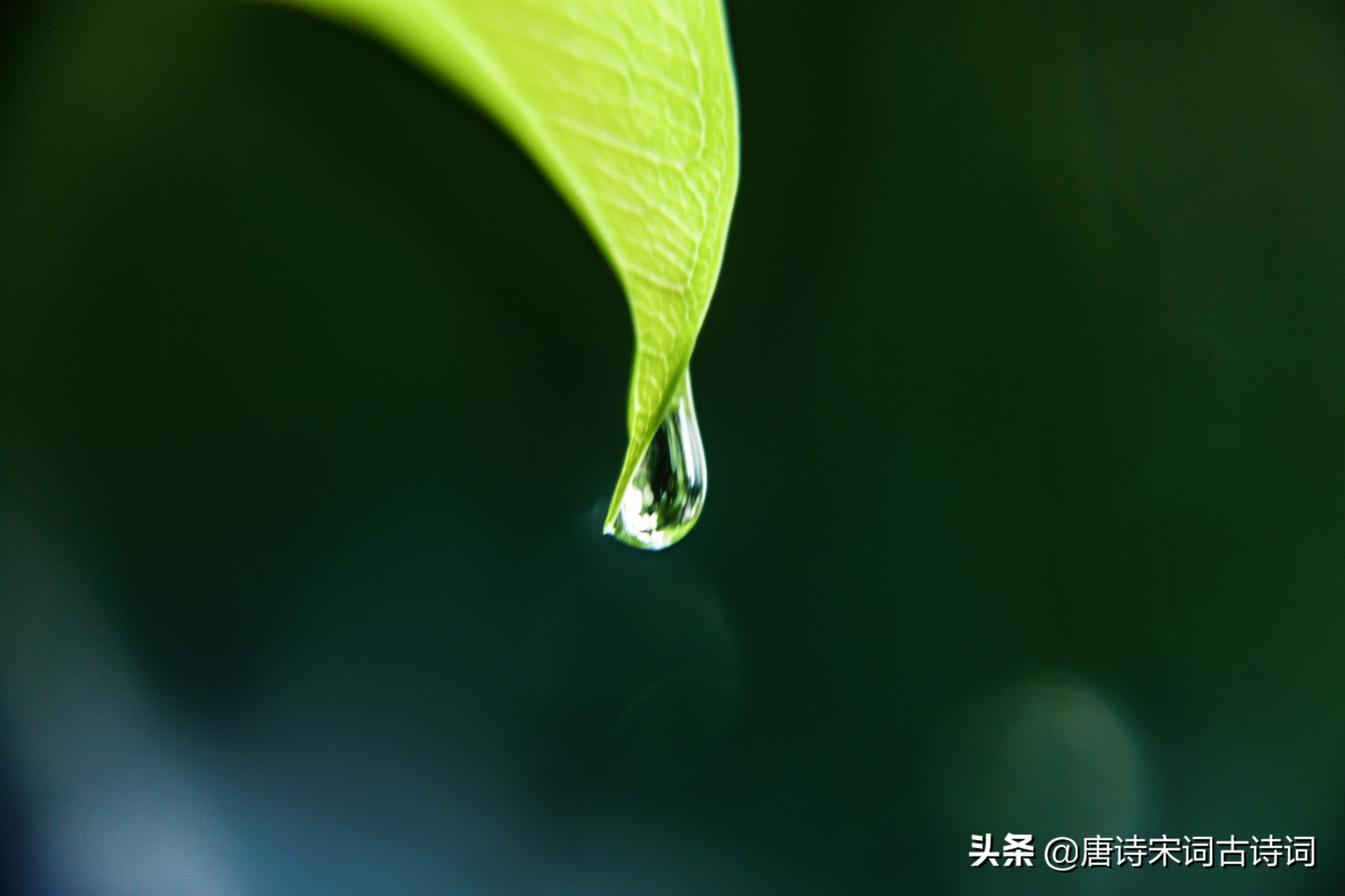 陆游临安春雨初霁原文加赏析,临安春雨初霁陆游原文和注释