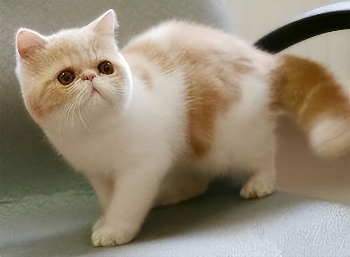 十大热门猫,2023年最热门猫咪排行榜