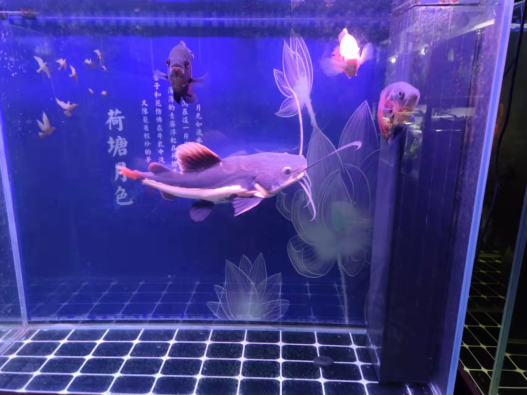 刚买回来的蝴蝶鲤趴缸了能换水吗,观赏鱼入缸多长时间能稳定下来