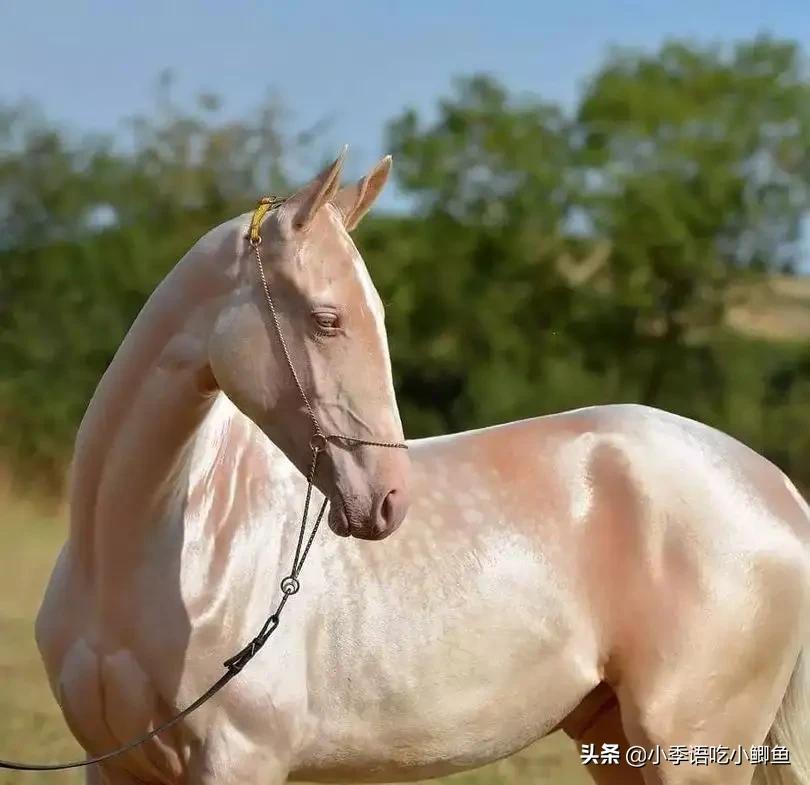 一匹马2000万，有人为它不惜挑起两国战争！真宝马阿哈尔捷金马