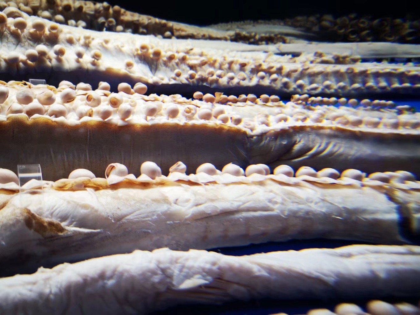 暑期档2019年,2019年暑期档