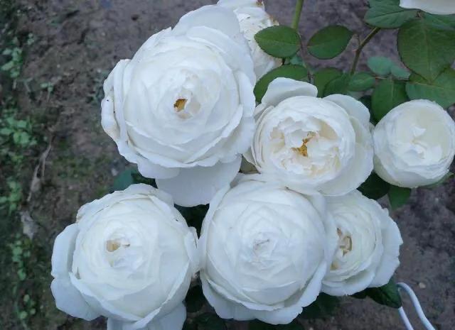 白花月季汇粹：白雪公主、藤冰山、婚礼之路、波莱罗、加百列