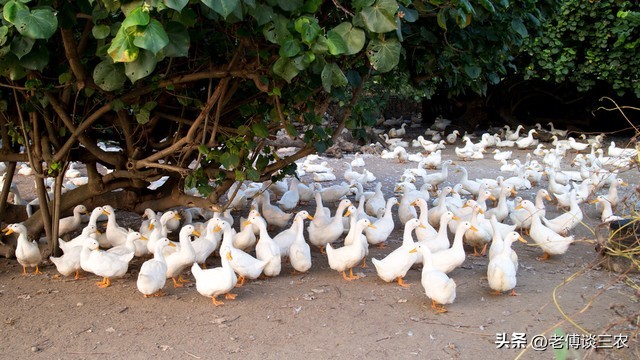 农村现在养鹅怎么赚钱,养鹅养殖利润与成本