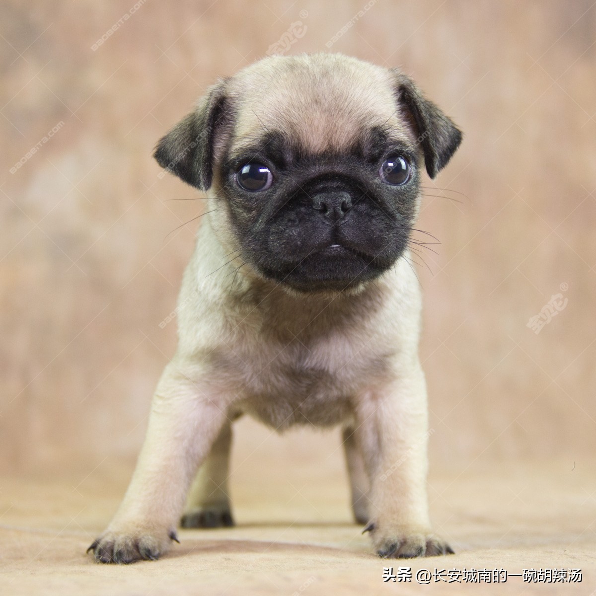 世界名犬大赛全程视频,世界名犬下司犬排名