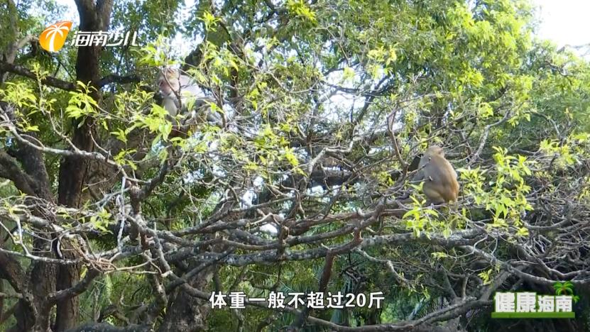 健康海南｜医疗护理师话说快乐健康去旅行！