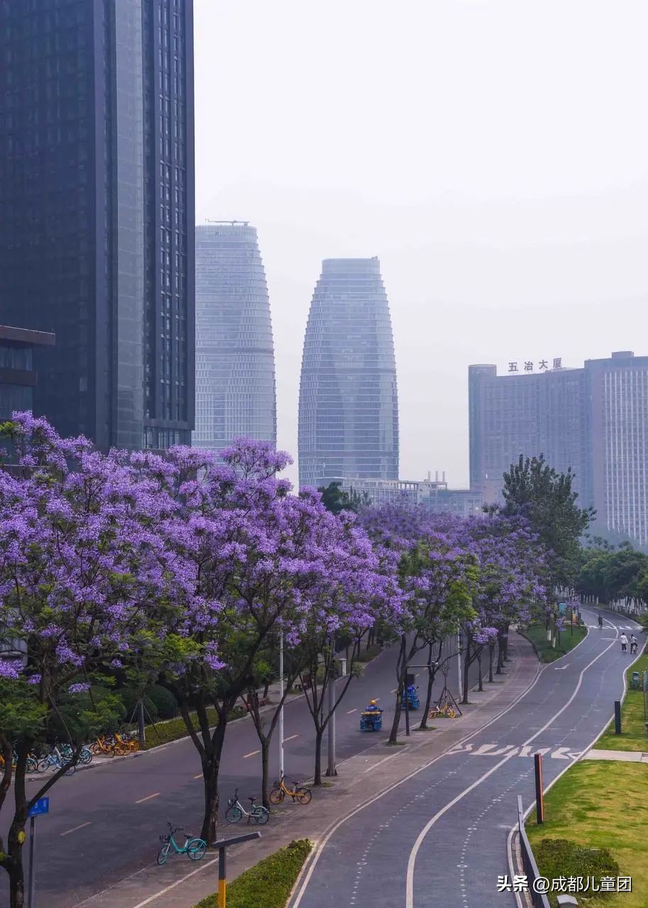 成都武晋路蓝花楹,昆明街头蓝花楹绽放成梦幻花海