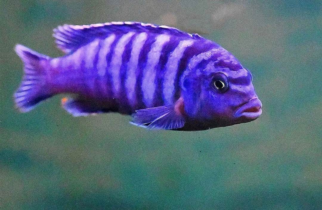 基因缺陷的人造杂交鱼，竟给台湾省赚到20亿外汇？背后真相太残忍