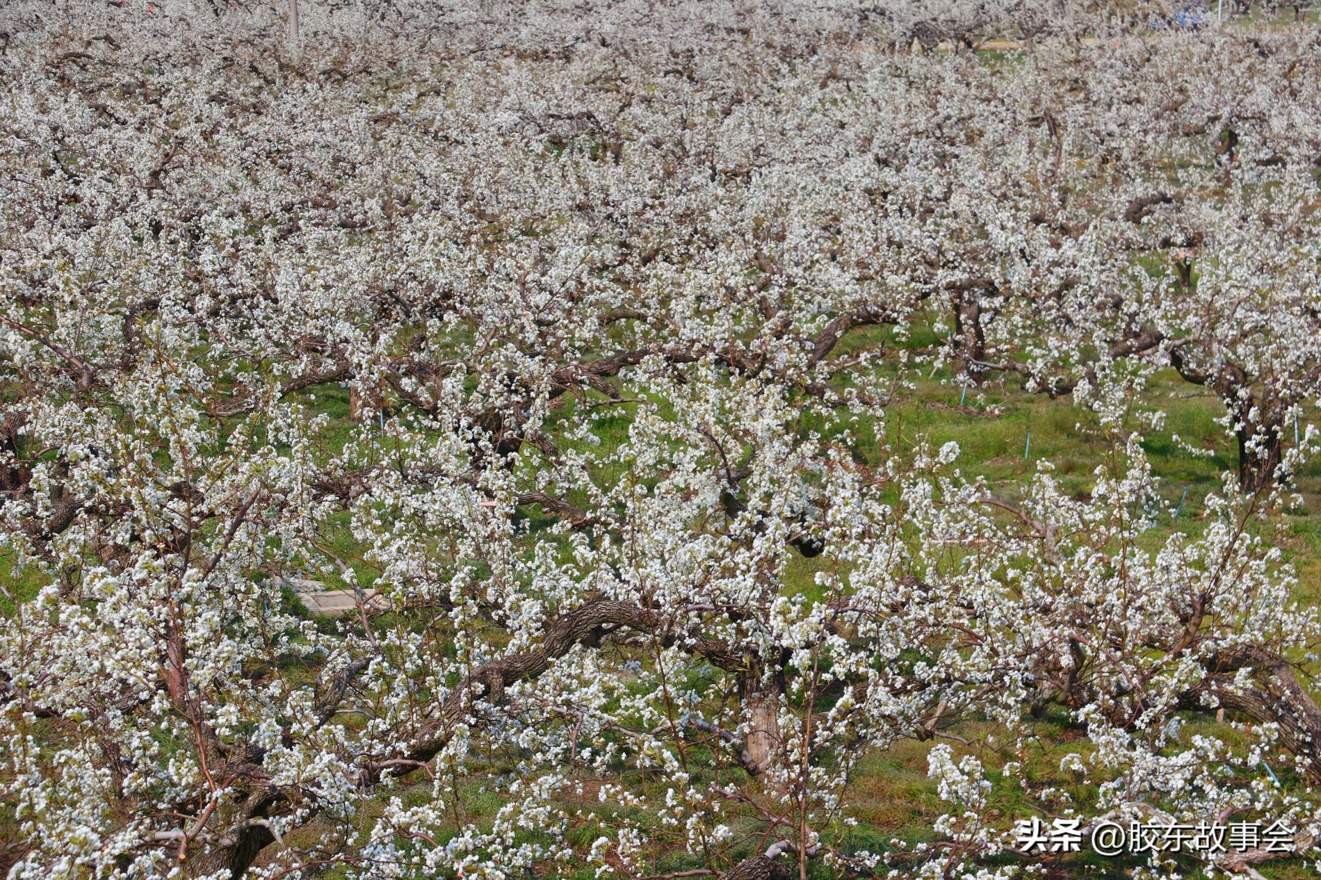 胶东航拍视频,胶东乡村航拍