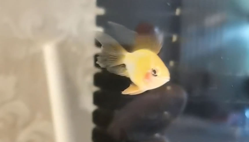 鱼不喜欢开口怎么办,春天鱼不吃食是什么原因