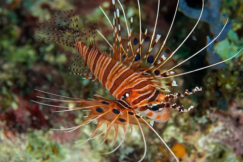 最好养的观赏鱼冷水鱼有哪些中型,冷水鱼有哪些观赏鱼比较好看