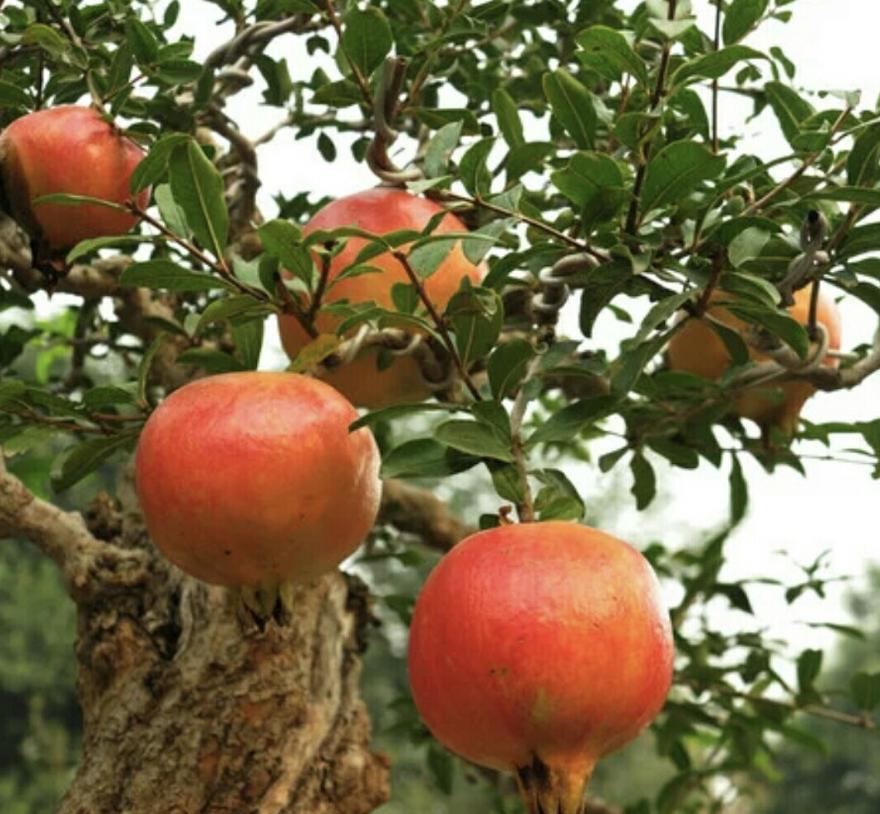 老人说家有俩羊,院里种几棵树最吉利又招财