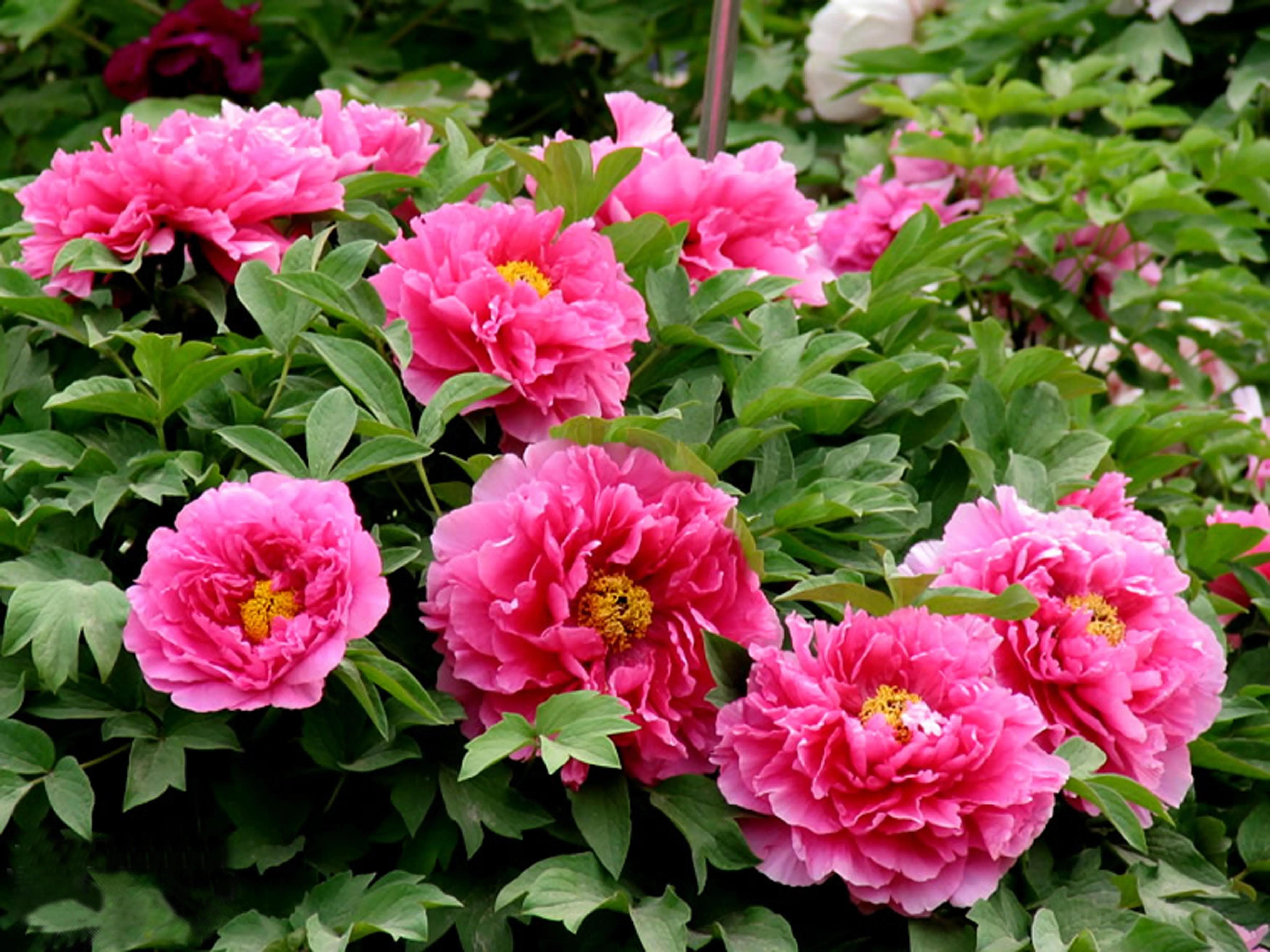 牡丹百花之王典故,为什么牡丹是百花之王