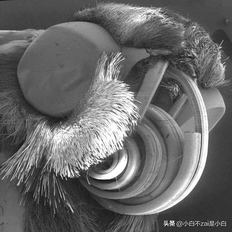 显微镜观察昆虫脸视频,昆虫在显微镜下的真正面目