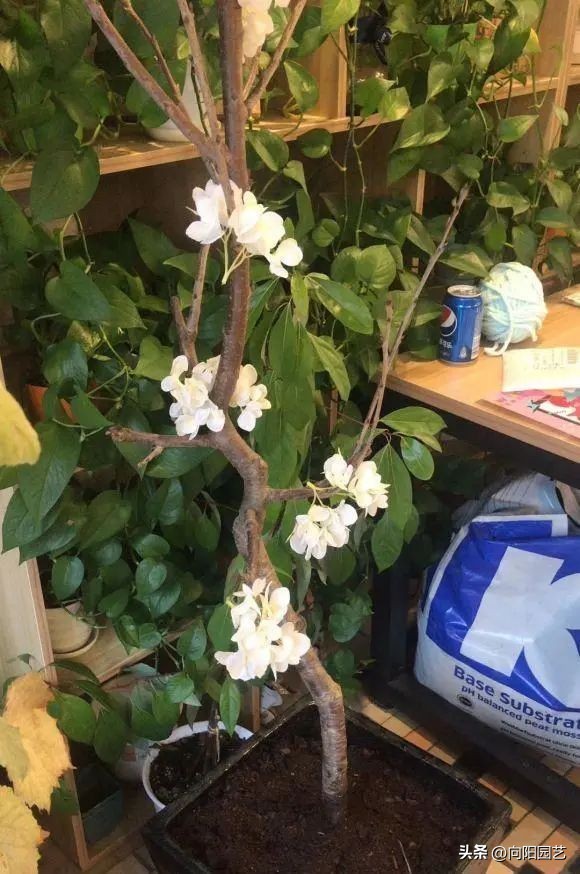 果树苗如何买到真苗,购买果树苗怎么防止买假苗