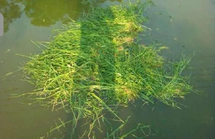 想钓草鱼用什么勾,想钓大鱼怎么钓