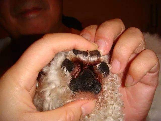 狗狗不能经常洗澡怎么除臭,狗狗在家很臭怎么除臭