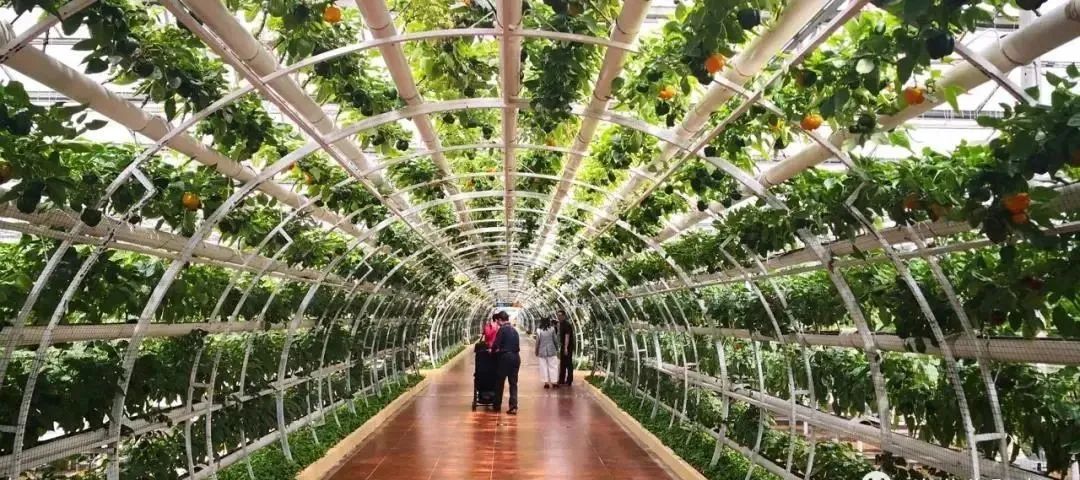 农业主题公园怎么打造,世界最成功的农业主题公园