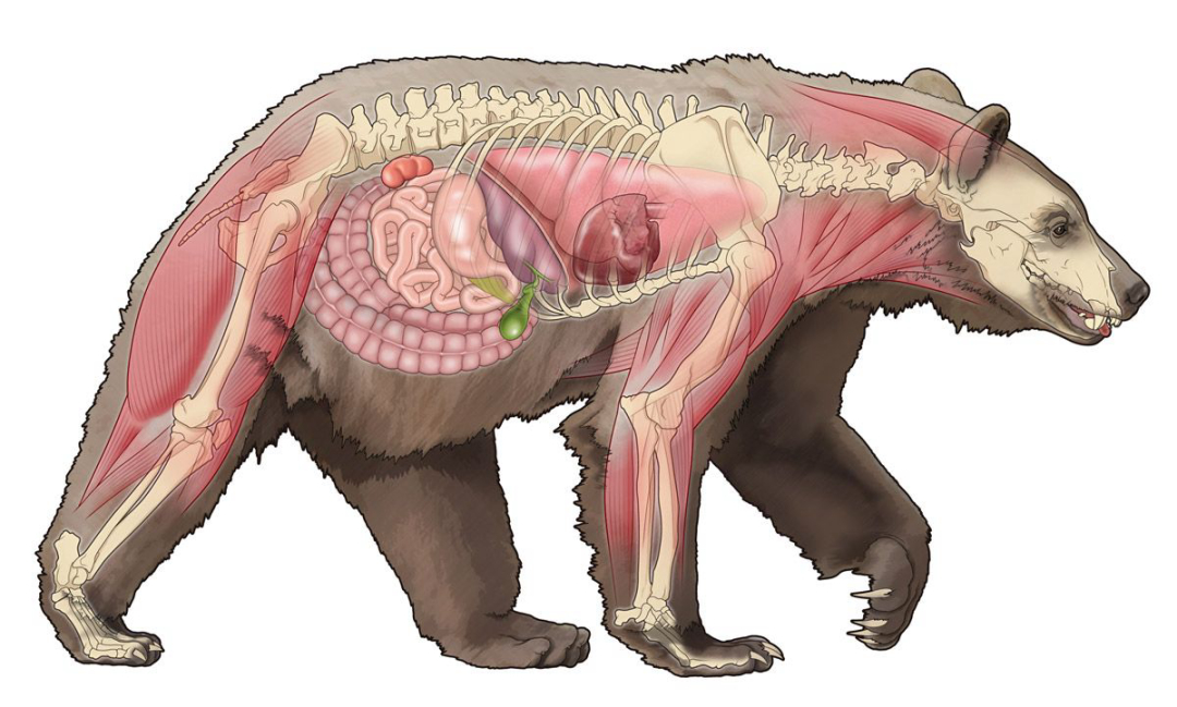 为什么野猪比老虎可怕,一猪二熊三老虎猎人