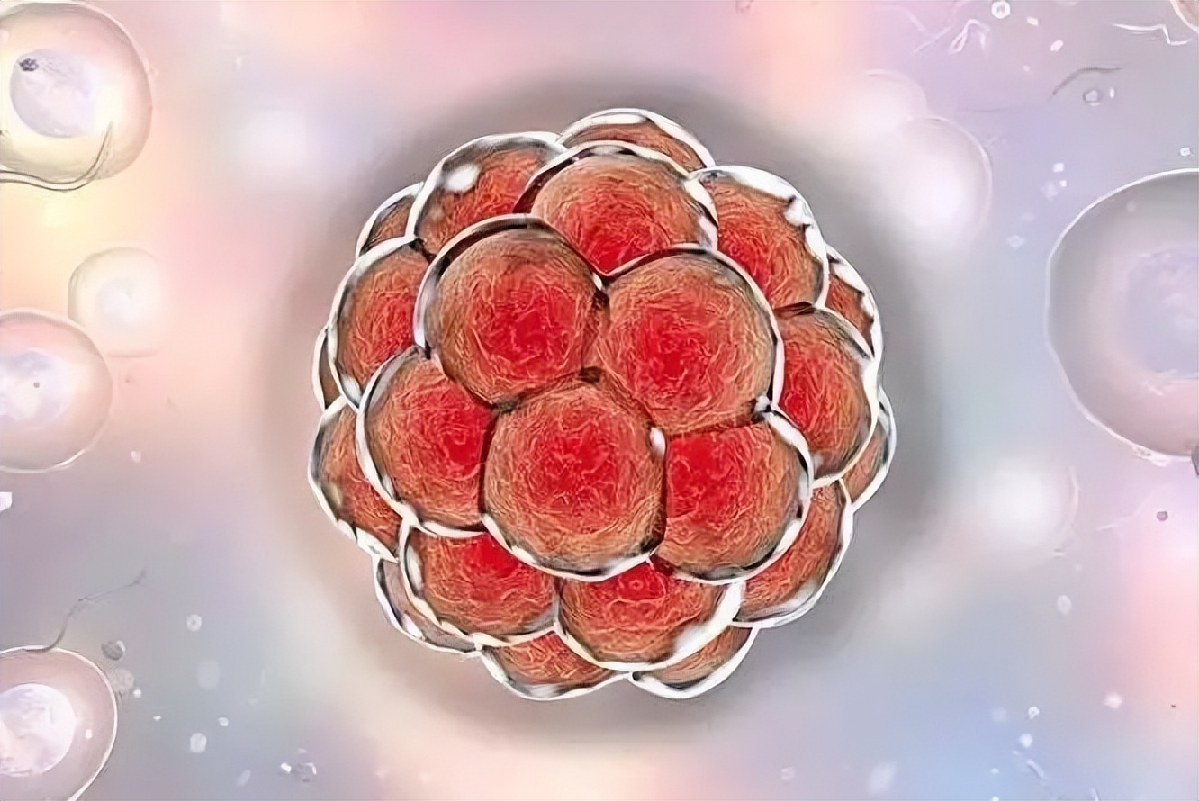 试管取卵会取到哪5种卵？