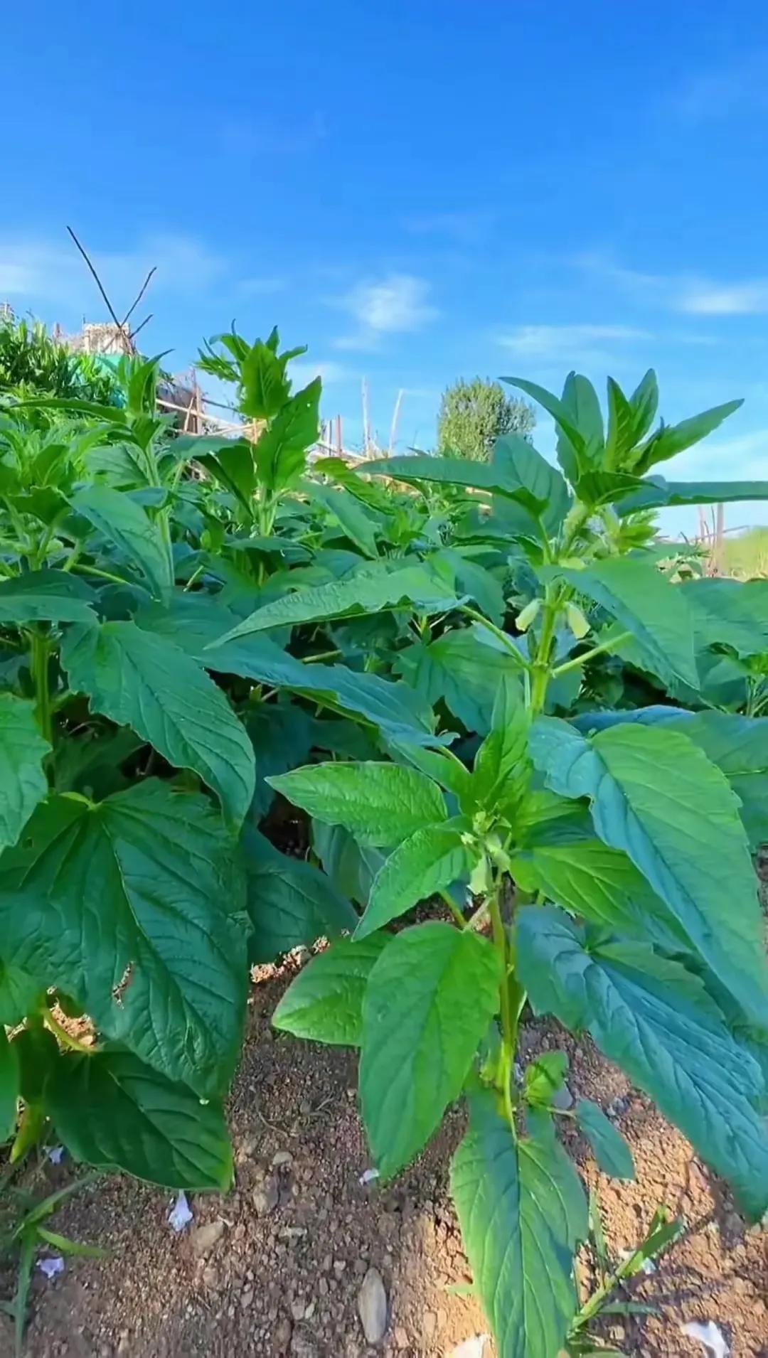 田园风光,田园风光的古诗