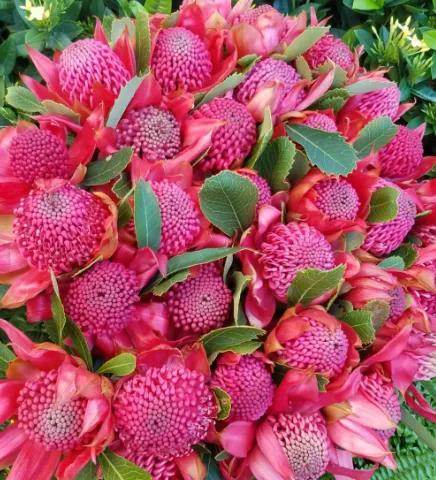 十种最漂亮最好养的花,十种最漂亮的瀑布花