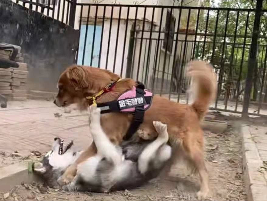 菲尔顿之冬天狗狗一直发抖？六大原因，可能是在向你求救