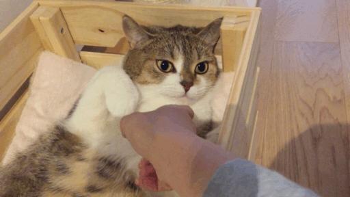 不建议养猫的十大坏处,养猫的危害和注意事项