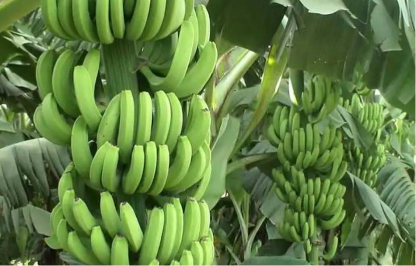 一根香蕉的奇幻旅程,一根香蕉的新奇历程