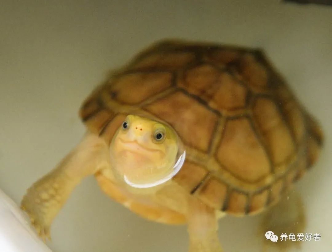 黄喉小青为什么老是腐皮,黄喉小青怎么养