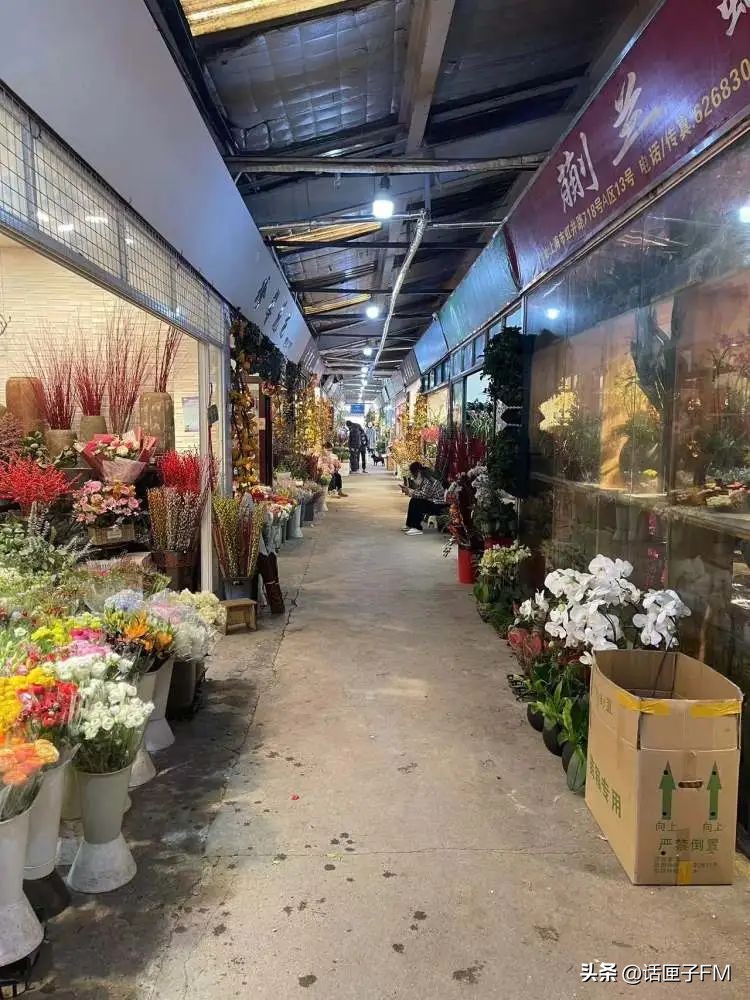 上海春节年宵花选购指南,新年将至充满年味的年宵花不能少