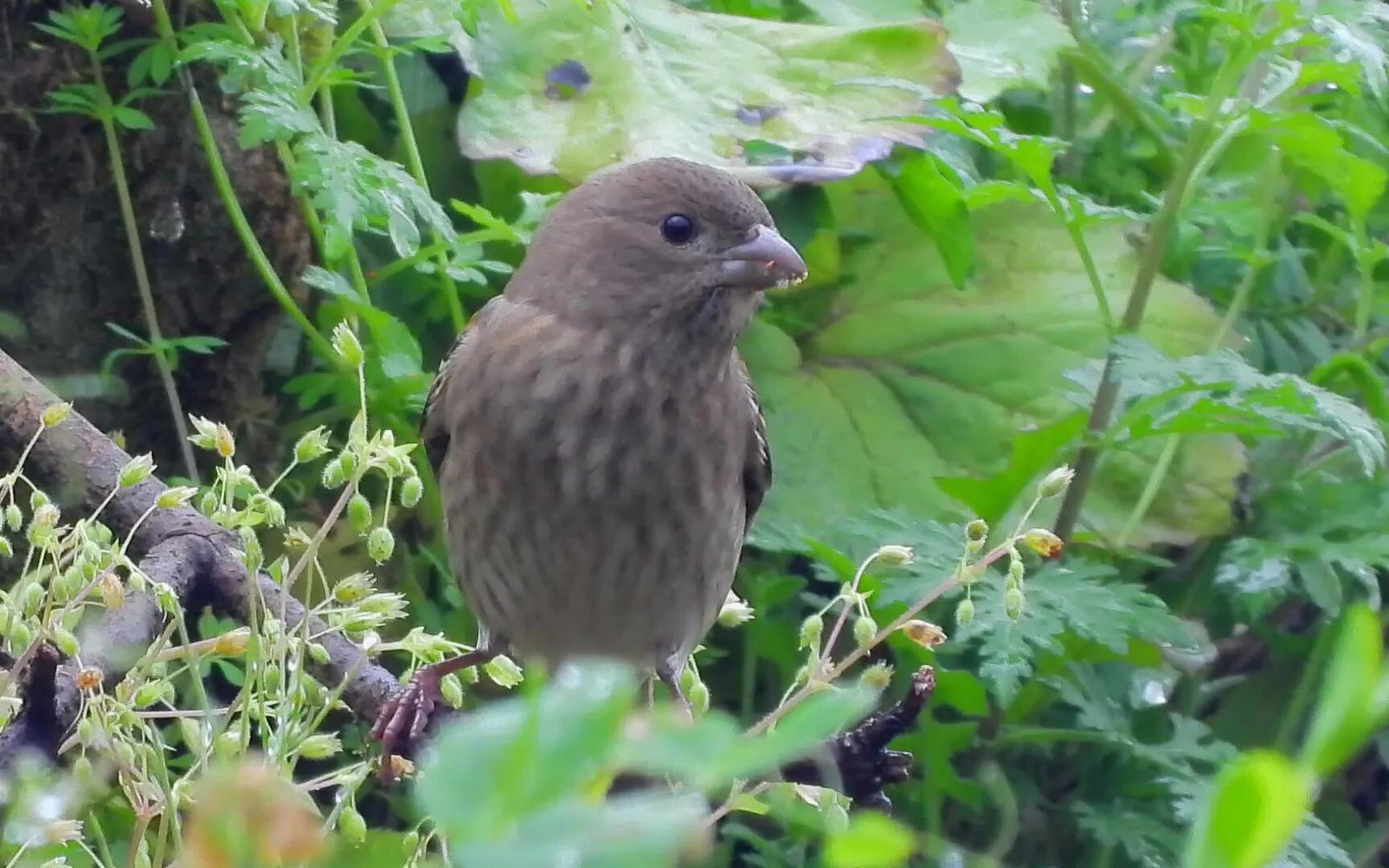 好看的山水花鸟大全,中国风山水花鸟图片