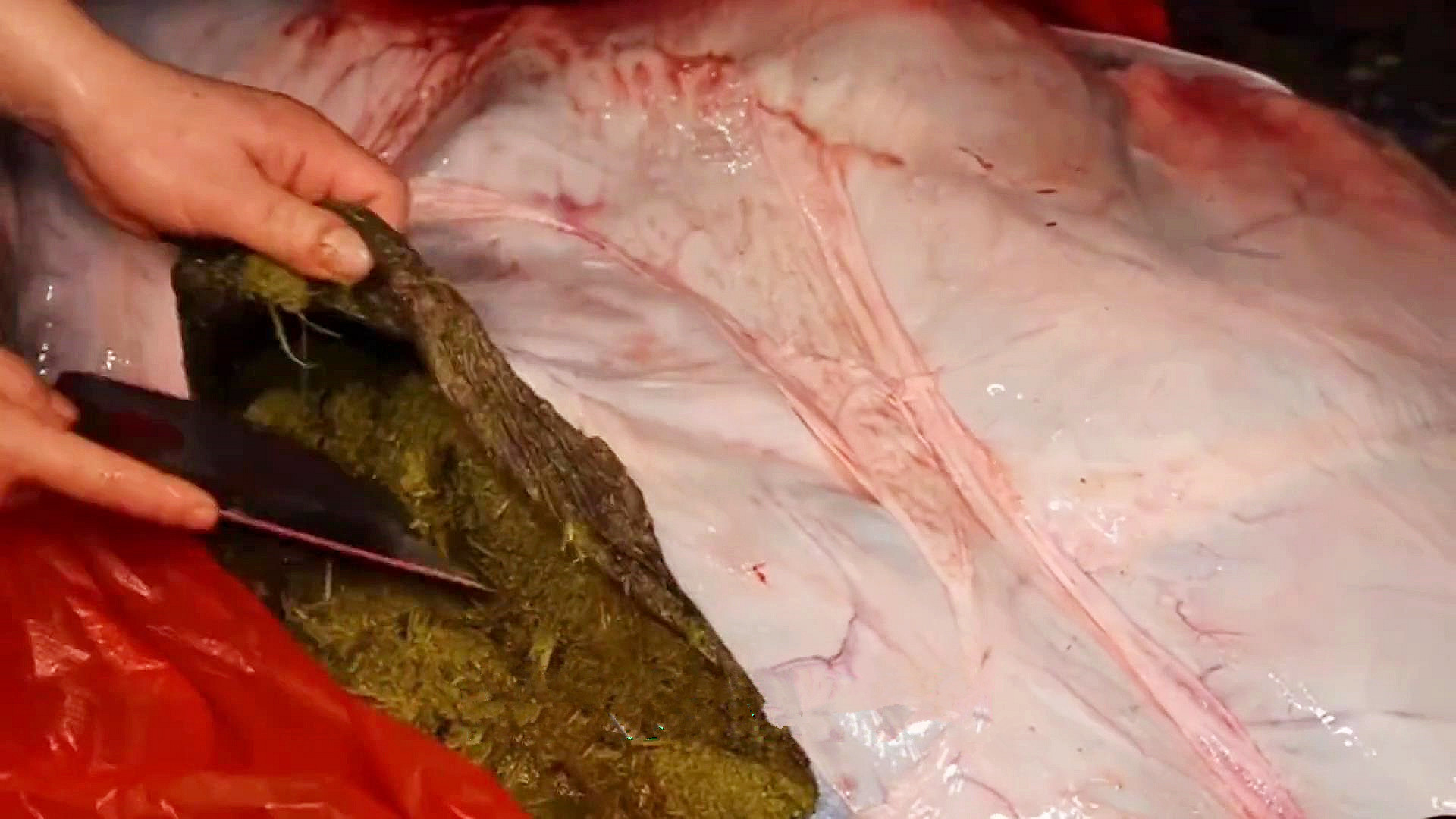 黔东南吃牛瘪的起源和历史,黔东南牛瘪