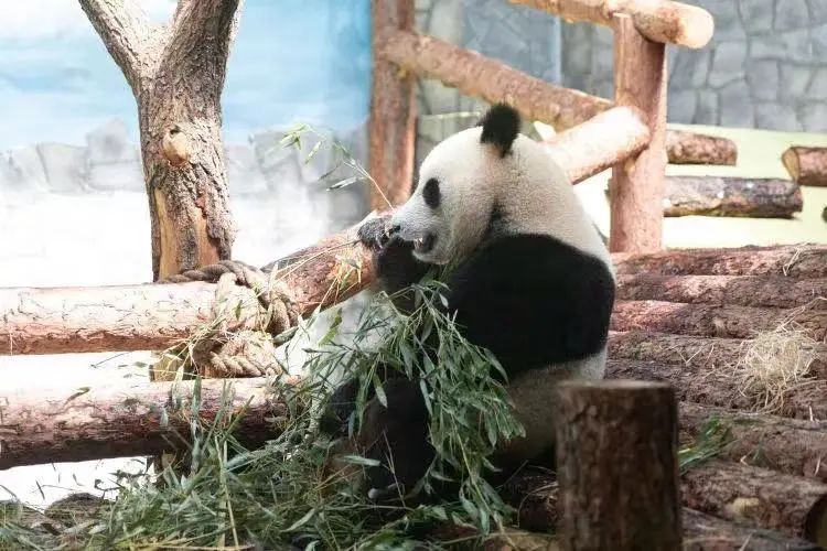 多少人关注丫丫,现在有多少人在关注丫丫