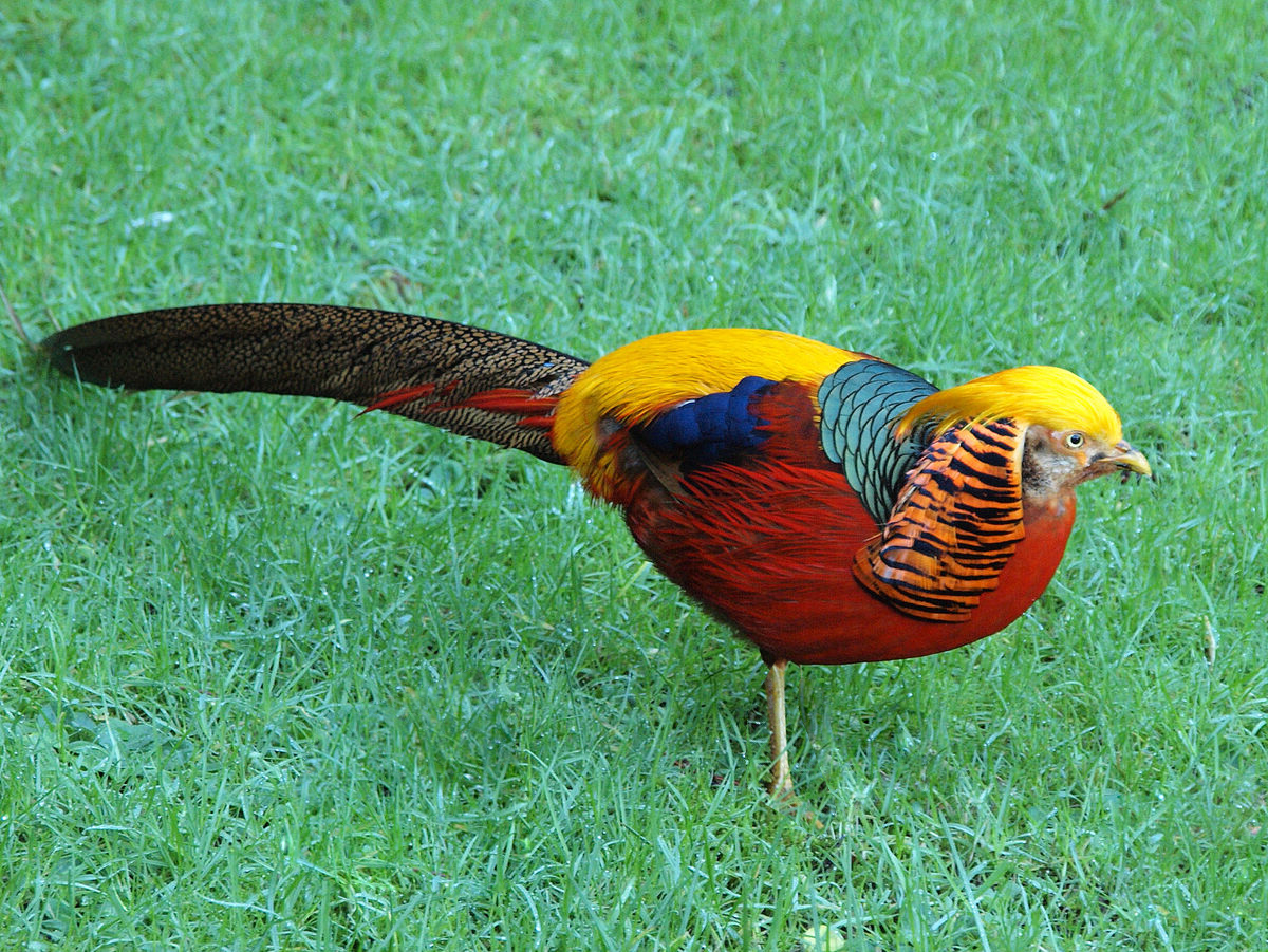 山西深山发现金凤凰,山西老人在山上发现金凤凰