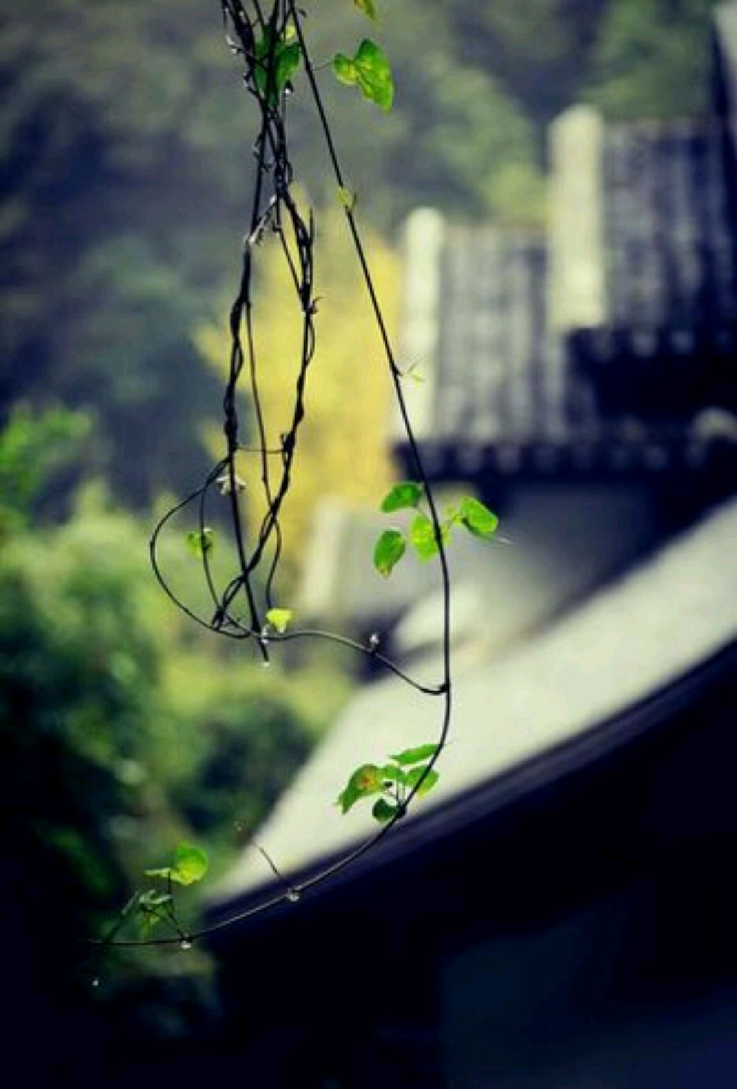 与春天有关的散文,散文感受春天